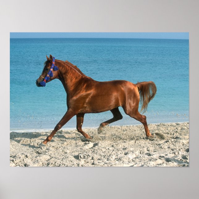 Chestnut Arab Stallion Running on Beach Poster (Front)