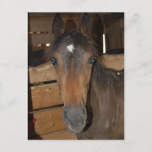 Chestnut Barn Horse Fun Postcard