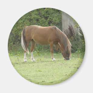 Chestnut Brown Horse Grazing Magnet