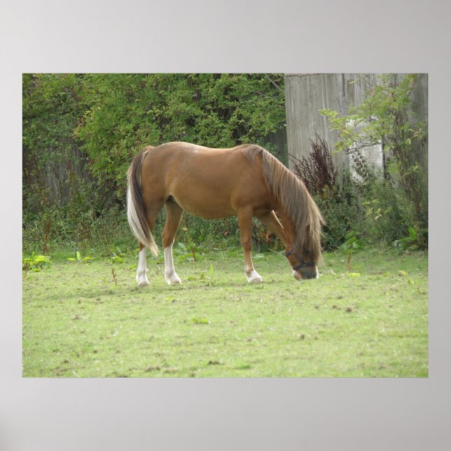 Chestnut Brown Horse Grazing Poster (Front)