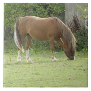 Chestnut Brown Horse Grazing Tile