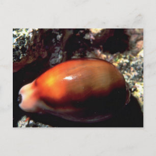 Chestnut cowrie (Cypraea spadicea) Shell Postcard
