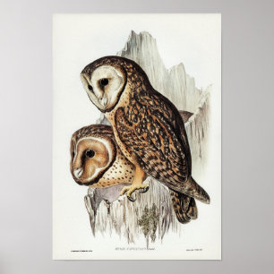 Chestnut-faced Owl by Elizabeth Gould Poster