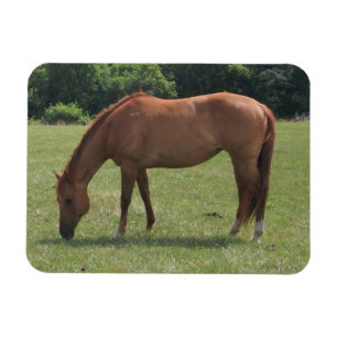 Chestnut Horse Grazing in a Green Pasture  Magnet