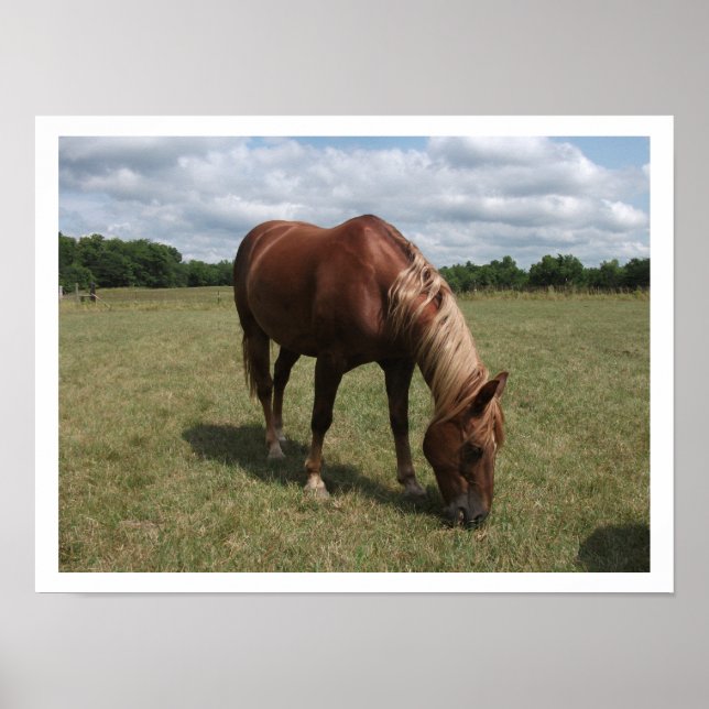 Chestnut Horse Grazing in Pasture Poster (Front)