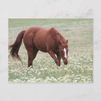 Chestnut Horse in Field Postcard