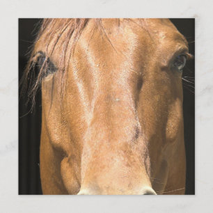 Chestnut Horse Invitation