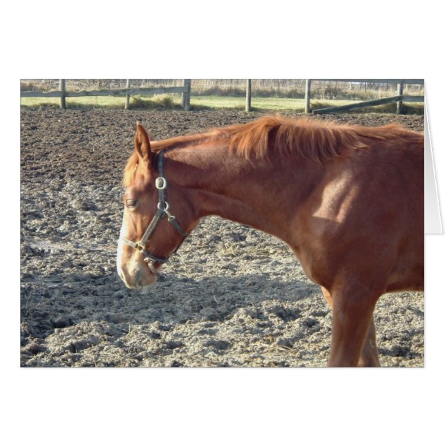 Chestnut Horse Love (Front Horizontal)