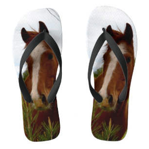 Chestnut Horse Sniffing A Banksia Tree, Flip Flops