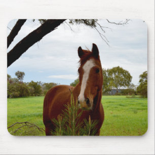 Chestnut Horse Sniffing A Banksia Tree, Mouse Mat