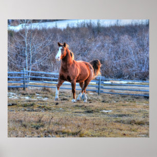 Chestnut Horse Trotting up a Hill Photo Poster