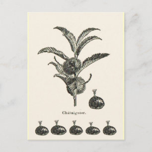 Chestnut Postcard