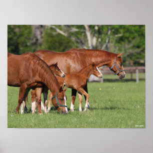 Chestnut Quarter Horse Mares and Foals Poster