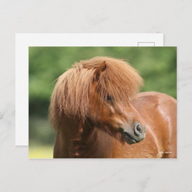 Chestnut Shetland Pony Stallion Headshot Postcard (Front/Back)
