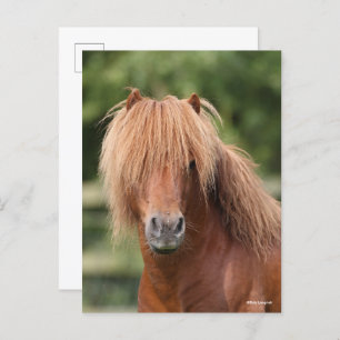 Chestnut Shetland Pony Stallion headshot Postcard
