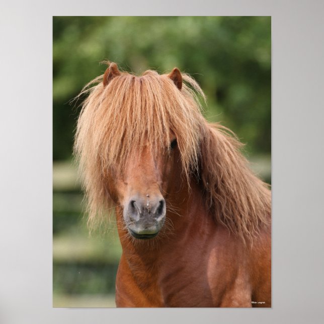 Chestnut Shetland Pony Stallion headshot Poster (Front)