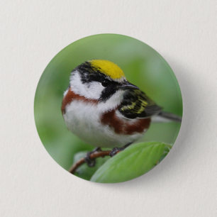 Chestnut-sided warbler 6 cm round badge