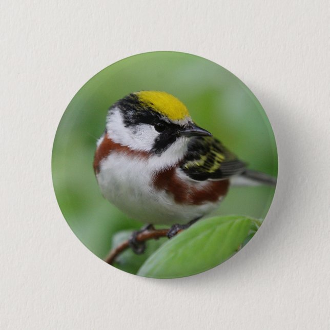Chestnut-sided warbler 6 cm round badge (Front)