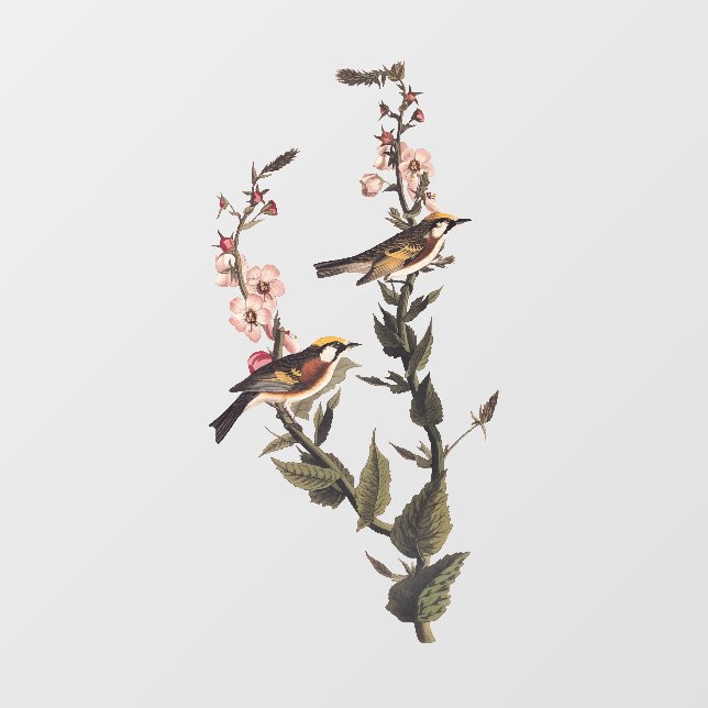 Chestnut-Sided Warbler Audubon Bird on Wildflower Window Cling (Sheet)