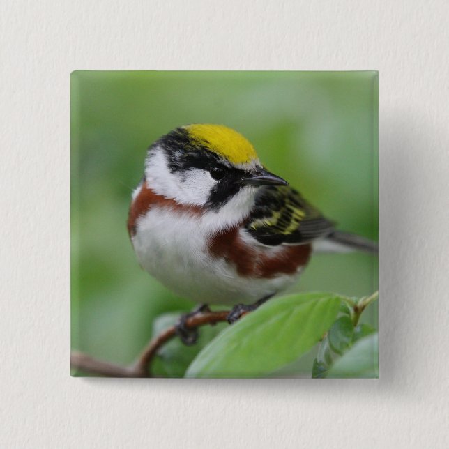 Chestnut Sided Warbler Button (Front)