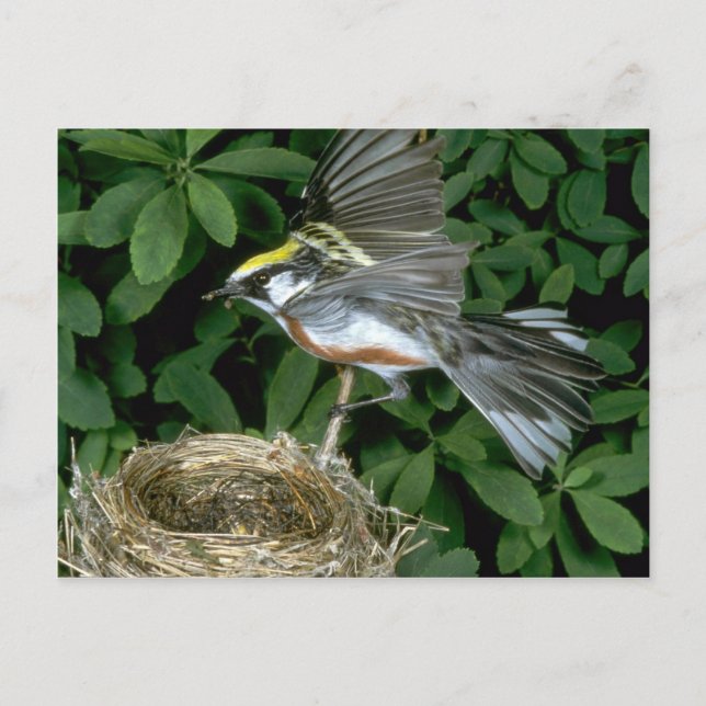 Chestnut-sided Warbler landing on nest Postcard (Front)