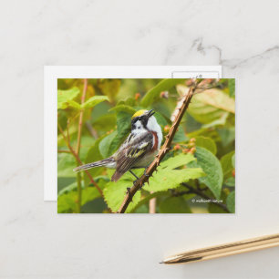 Chestnut-Sided Warbler Songbird on a Branch Postcard