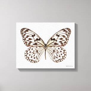 Chestnut Tiger Butterfly Canvas Print
