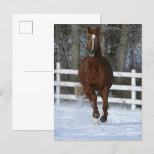 Chestnut Trakehner Stallion In The Snow Postcard