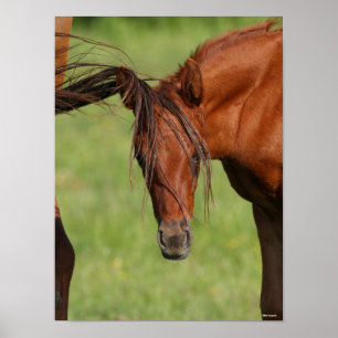Chestnut Warmblood Foal with Tail On Head Poster