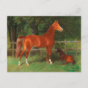 Chestnut with Foal in the Meadow   Hans Haag Postcard