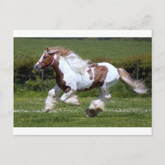 Cheval Postcard