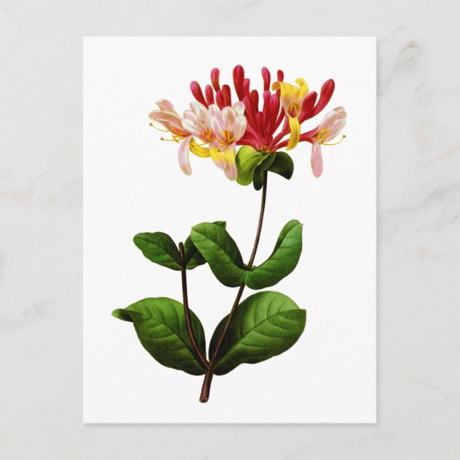 Chevrefeuille by Joseph Pierre Redoute Postcard (Front)