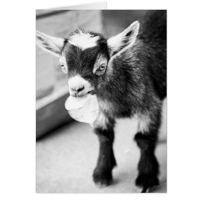 Chewing Goat (Front)