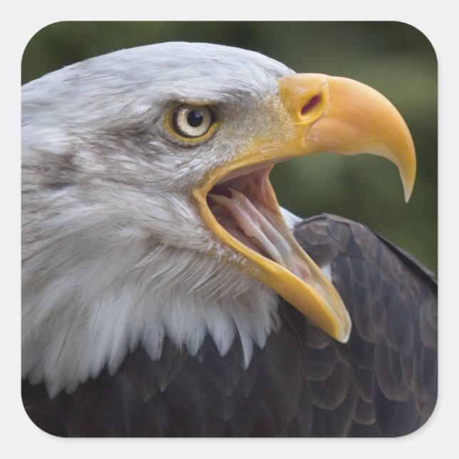 Cheyenne Sticker (Front)