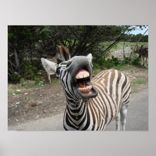 chezzy zebra poster (Front)