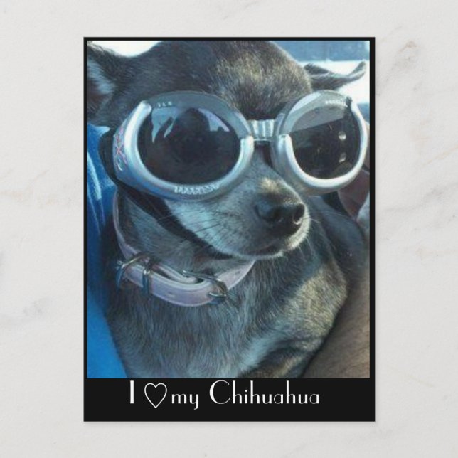 Chi Dog Postcard (Front)