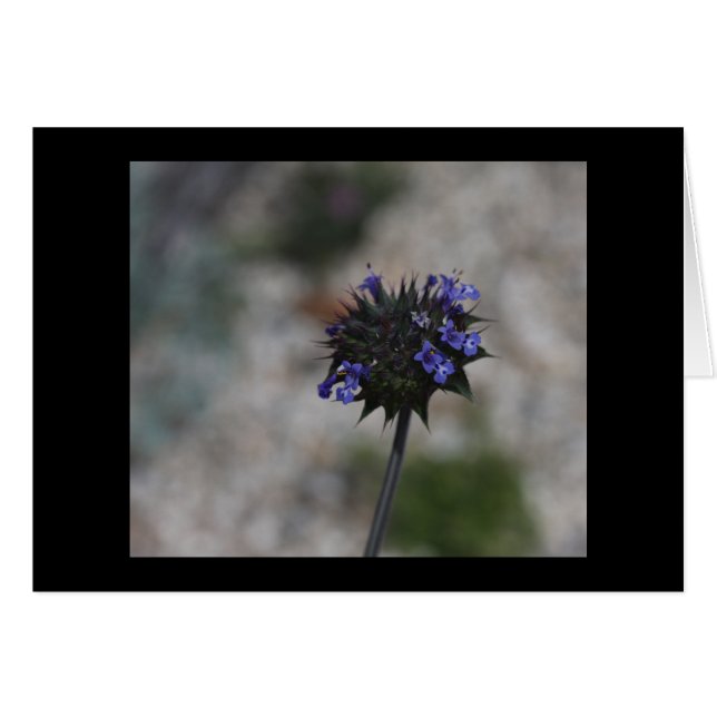 Chia Desert Wildflower Borrego Springs California (Front Horizontal)