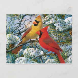 Chic Beautiful Christmas Red Cardinals And Snow Postcard