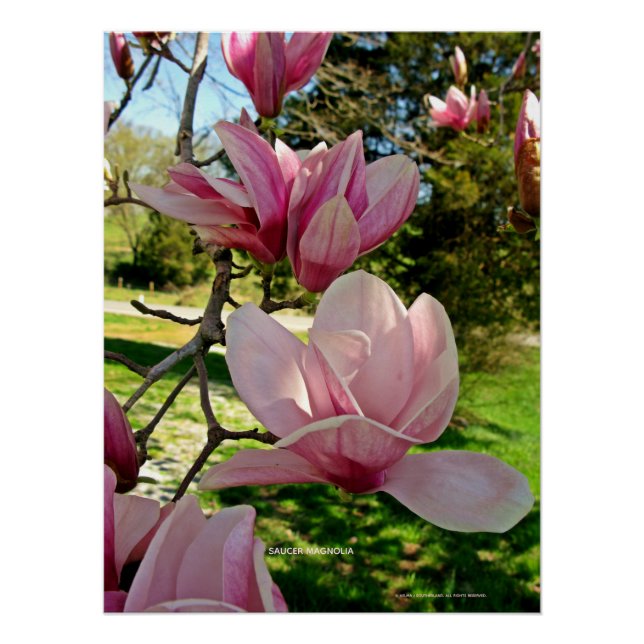 Chic Pink Magnolia Floral Photo Poster Print (Front)