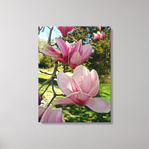 Chic Pink Magnolia Floral Stretched Canvas Print