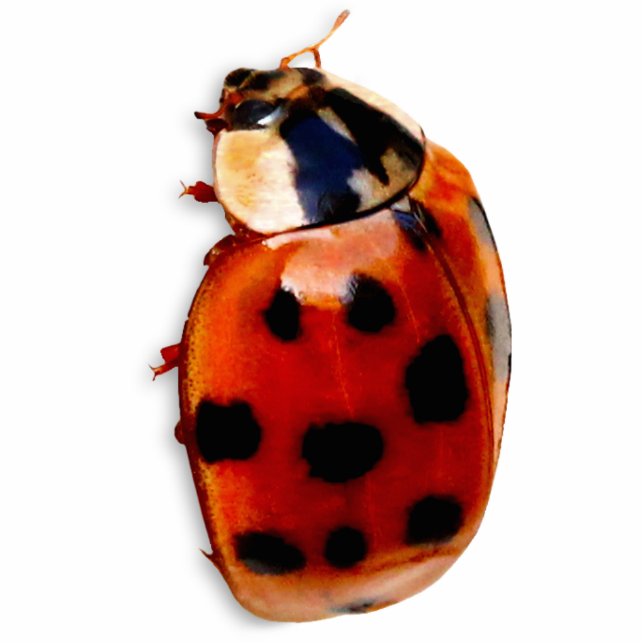 Chic Spotted Ladybug Photo Sculpture Magnet (Front)