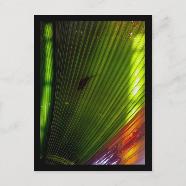 chicago botanic garden postcard (Front)