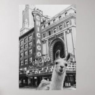 Chicago Llama Poster