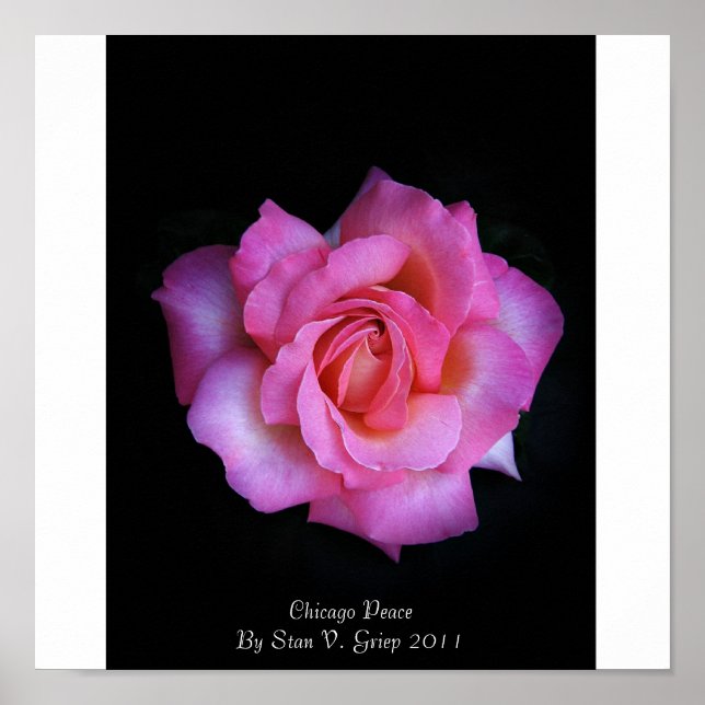 Chicago Peace Rose By Stan The Roseman Poster (Front)
