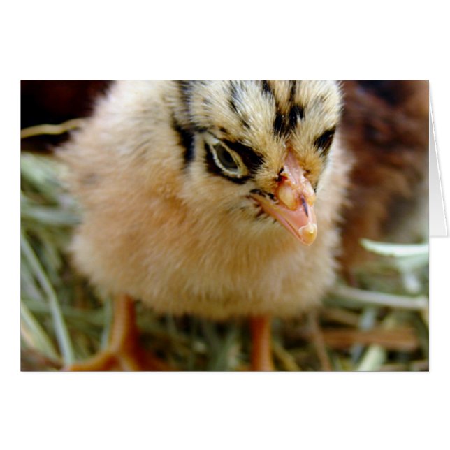 Chick (Front Horizontal)