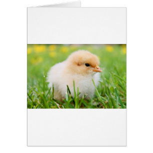 Chick