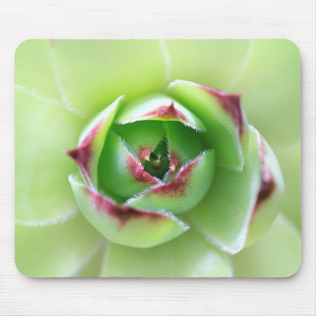 Chick and Hens Beautiful Soft Green Succulent Mouse Mat (Front)