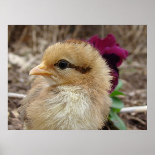 Chick and Pansy Poster