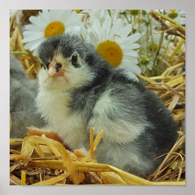 chick, animal, baby, cute, flower yellow, white, poster (Front)