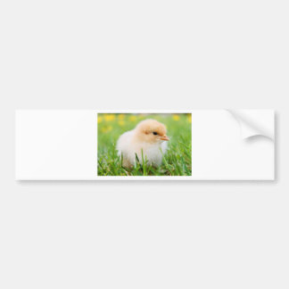 Chick Bumper Sticker